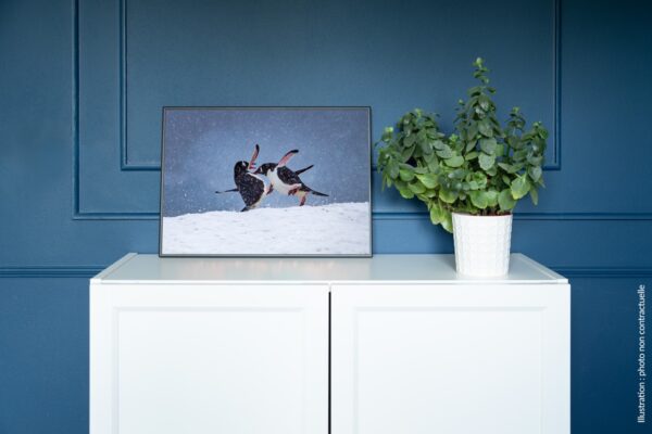 Fight Club Antarctique – Image 2