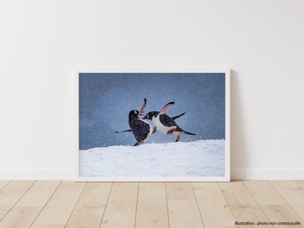 Fight Club Antarctique – Image 3