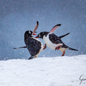 Fight Club Antarctique