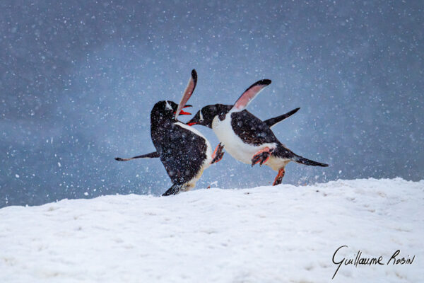 Fight Club Antarctique